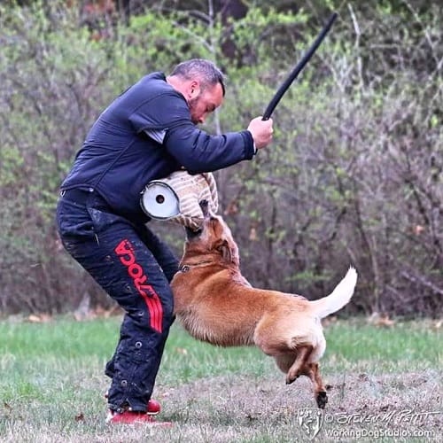 Australian Cattle Dog IPO