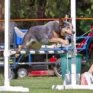 Australian Cattle Dog agility