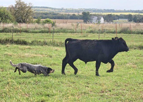 Australian Cattle Dogs Good with Children
