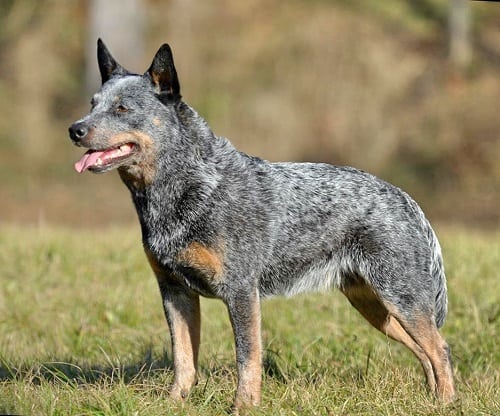 Australian Cattle Dogs aggressive