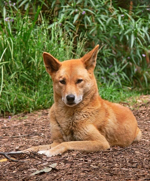Facts about the Australian Cattle Dog