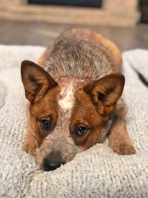 Facts about the Australian Cattle Dog
