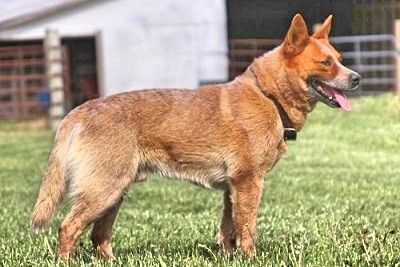 Australian Cattle Dogs Shed