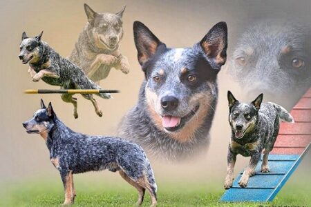 Facts about the Australian Cattle Dog
