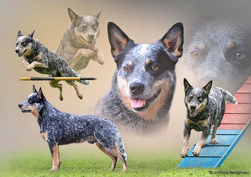 Facts about the Australian Cattle Dog
