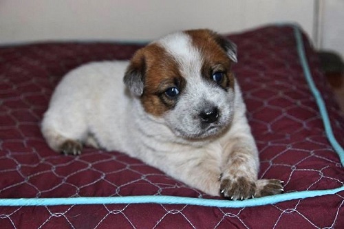 Facts about the Australian Cattle Dog