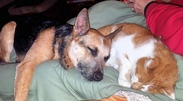 Are Australian Cattle Dogs Good With Cats