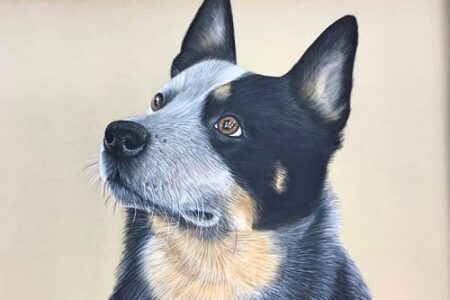 Australian Cattle Dog 15 Most Asked Questions and Answers