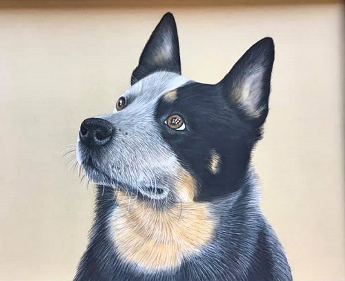 Australian Cattle Dog 15 Most Asked Questions and Answers