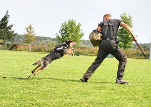 Are Australian Cattle Dogs good for personal protection?