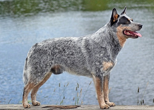 Blue Heeler