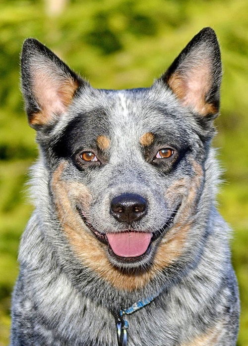 Blue Heeler