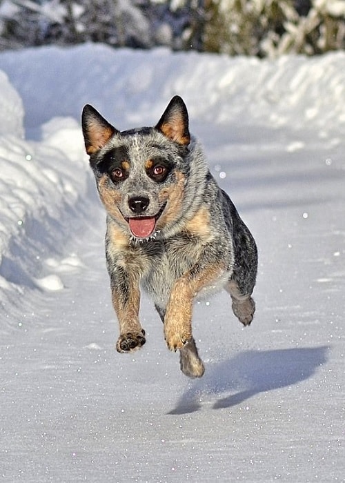 Blue Heeler