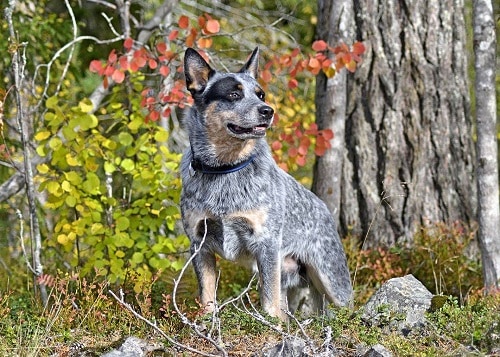 Blue Heeler