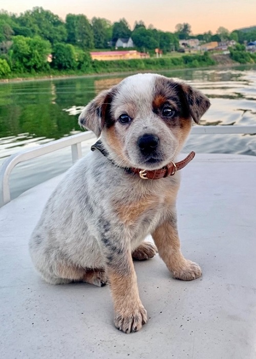 Blue Heeler