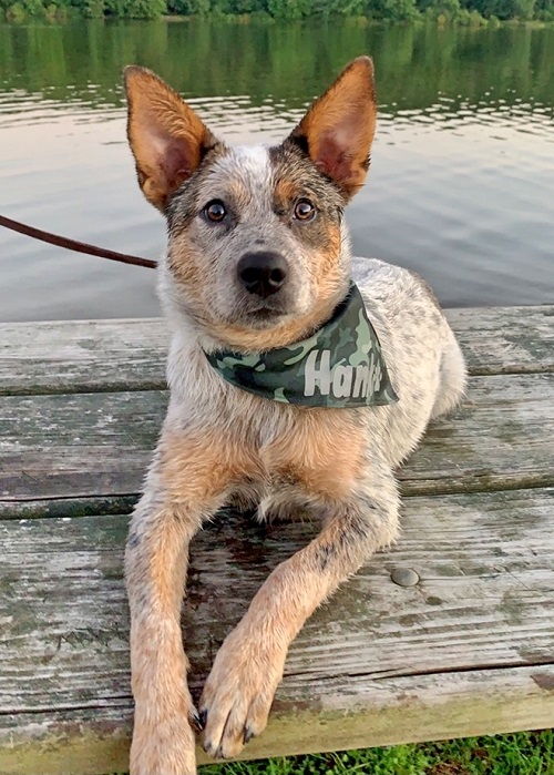 Blue Heeler