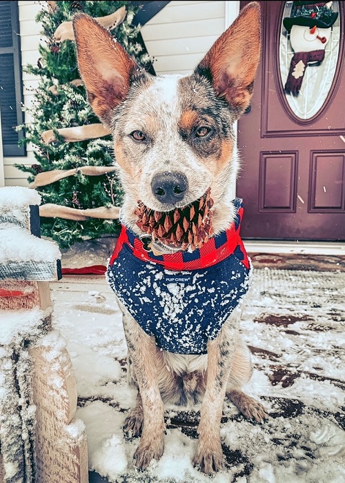 Blue Heeler