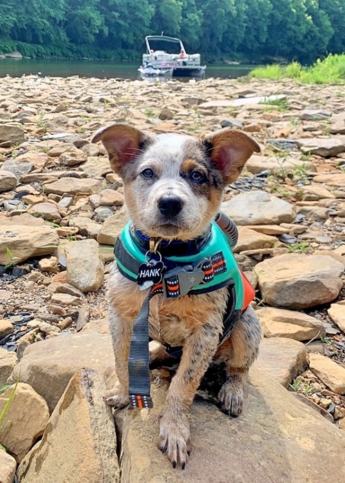 Blue Heeler
