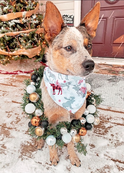 Blue Heeler