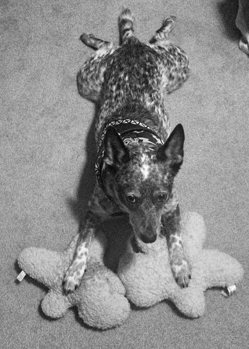 Blue Heeler
