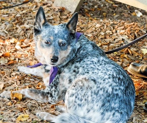 Blue Heeler
