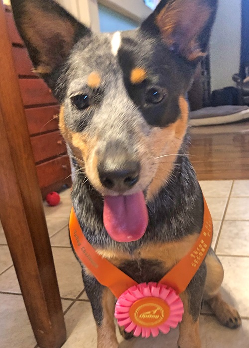 Blue Heeler