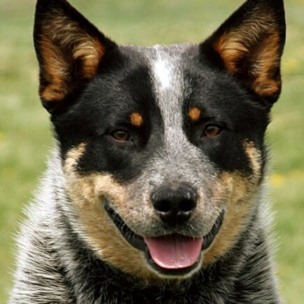 Blue Heeler