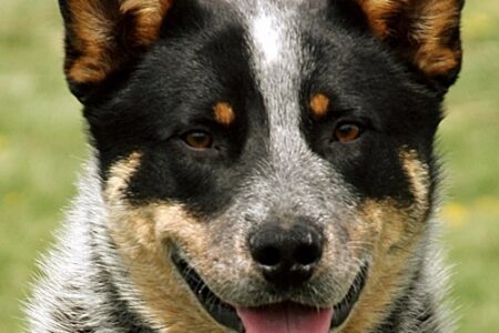 Blue Heeler