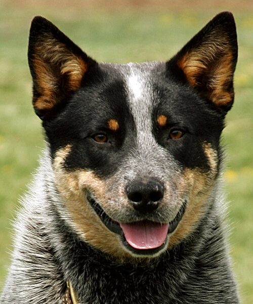 Blue Heeler
