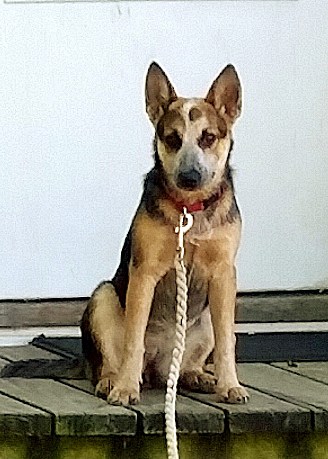 Blue Heeler Photos