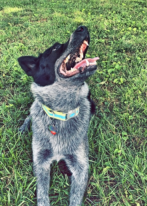 Blue Heeler