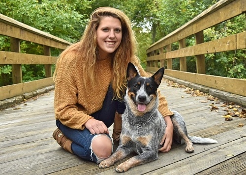 Blue Heeler