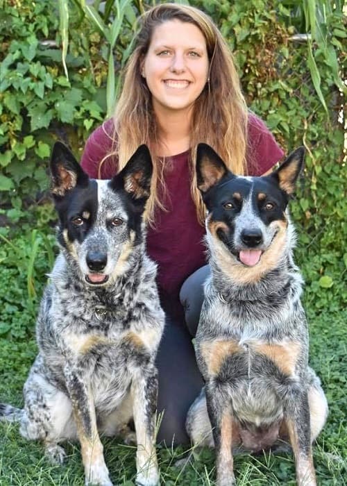Blue Heeler