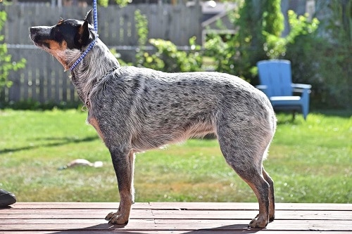 Blue Heeler