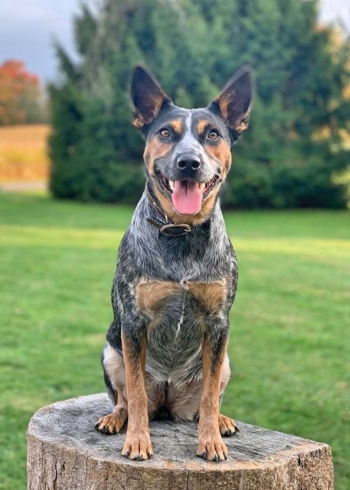 Blue Heeler