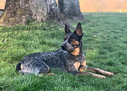 Blue Heeler