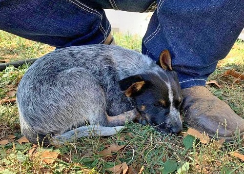 Blue Heeler