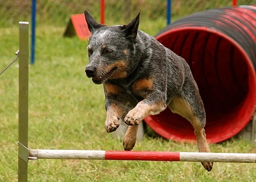 Cattle Dogs easy to train