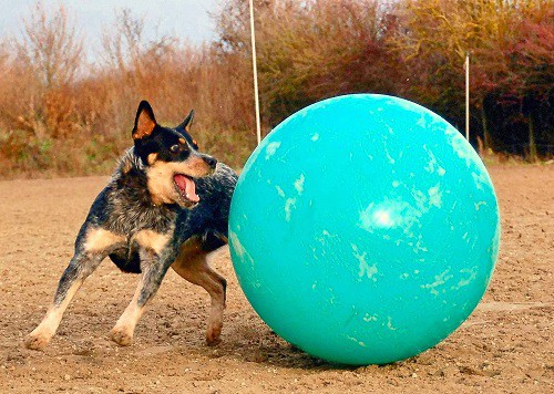 Australian Cattle Dog a good family dog