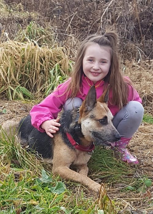 Australian Cattle Dog a good family dog