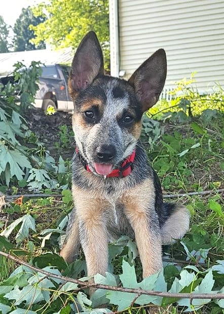 Australian Cattle Dog Socialization