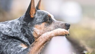 Australian Cattle Dog calm down