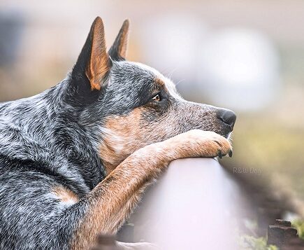 Australian Cattle Dog calm down