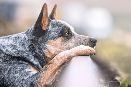 Australian Cattle Dog calm down