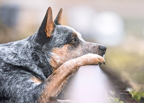 Australian Cattle Dog calm down
