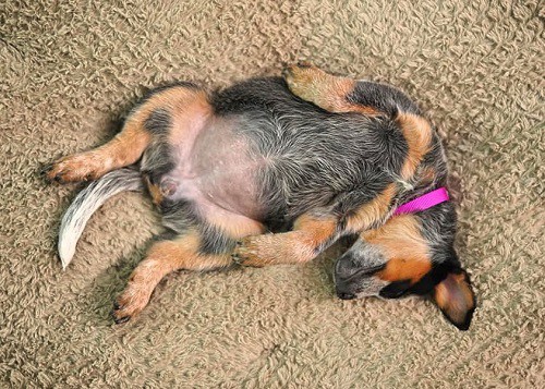 Australian Cattle Dog calm down