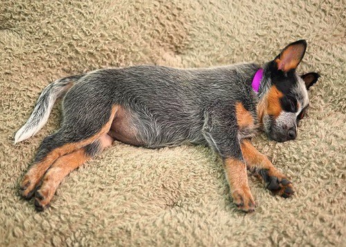 Australian Cattle Dog calm down