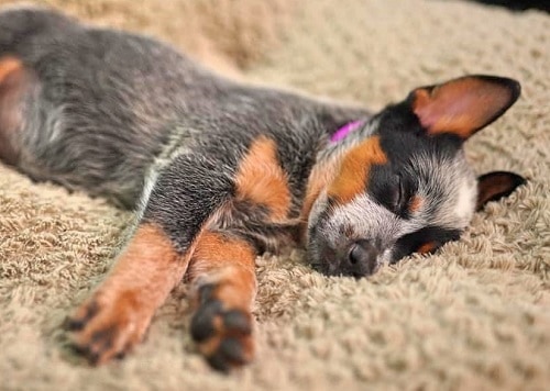 Australian Cattle Dog calm down