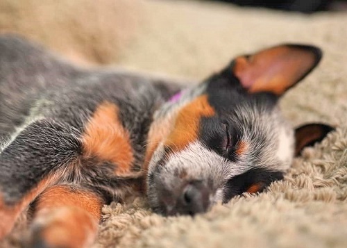 Australian Cattle Dog calm down