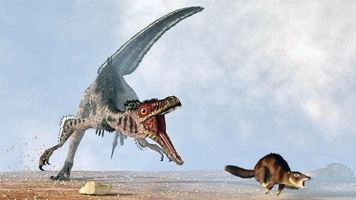 Australian Cattle Dog calm down